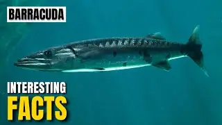 Amazing facts of Barracuda | Interesting Facts | The Beast World