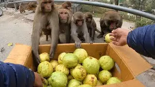 world biggest giant guava feeding monkey || a group of monkey like to eat guava