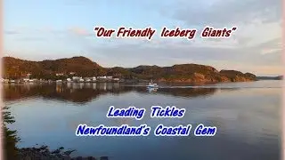 Leading Tickles NL...Our Friendly Giants