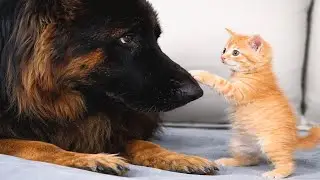 Kitten Thought This German Shepherd Was His Mom 🥹