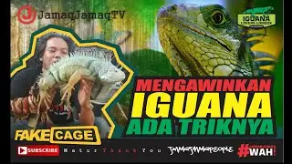 MENGAWINKAN IGUANA ADA TRIKNYA