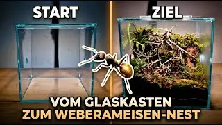 Unglaublich! So WEBEN diese GOLDENEN Ameisen ihre eigenen Nester 🐜🌿