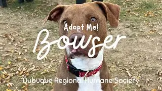 Adopt Bowser!