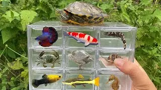 Catching Fish in the River &ndash; Koi, Turtles, Molly Fish, and Shrimp! 🐠