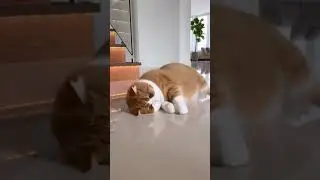 Hiburan seru si Mpus 