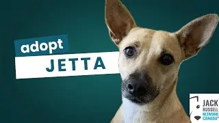 Adopt Jetta - Jack Russell Network Canada