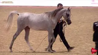N 113 WASSIM INES   A H  Moroccan Breeders' Cup 2019   Yearling Colts Class 6B