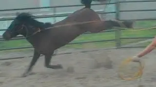 Stop a horse from kicking