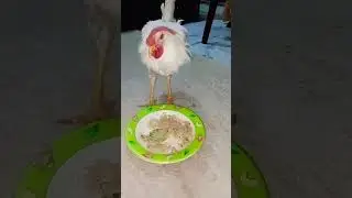Amazing eating Rooster #rooster #chicken #shortvideo #fypシ #birds #shorts