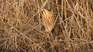 Bittern -Rohrdommel