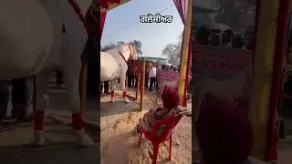 This is my original content created and edited by me #realsindia #originalvideo #horselove