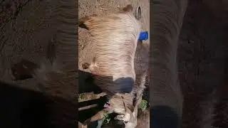 #Bakra mandi.#Tala gangi dumby#turki dumbe.#Multi colour chicks#mundre Dumbai#vegetables.