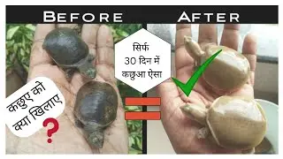 कछुए को क्या खिलाए What to feed a turtle, Indian Flapshell turtles, How to take care of turtles