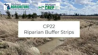Forest Riparian Buffer Strips