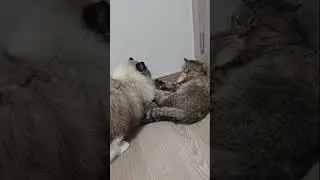 #petfight Cat fight