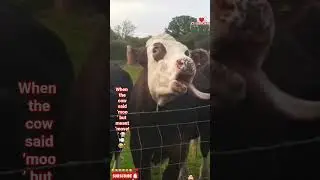 🌾🎬 #FunnyCow #FarmFails #MooLaughs❤️ #funny #respect
