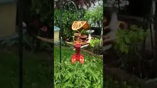 How to Fix your Squirrel Problem.