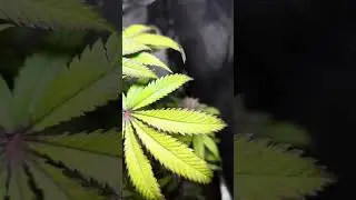 🍋 LemonPaya Feminized | Fast Buds | by greenlife268 IG 9
