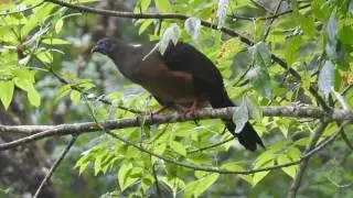 Sickle winged Guan / birding Colombia
