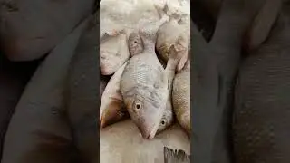 Amazing skills! Cut and cook the shark
