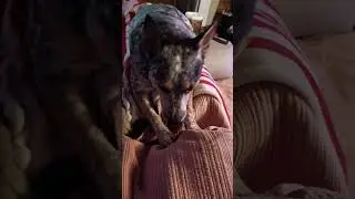 Dottie and her licorice.