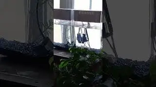#Hydroponic #Microgreen Setup 2.5 Gallons X2