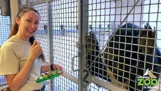 Virtual Voyage with the Virginia Zoo: Moon Bears