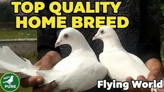 HOME BREED (FLYING WORLD )Howrah Sankrail.. 😶‍🌫️😶‍🌫️❤️#pigeon #pet.... 