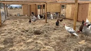 Turkey / chicken coop expansion update. Birds are 5.5 months old. #chickens #turkeys