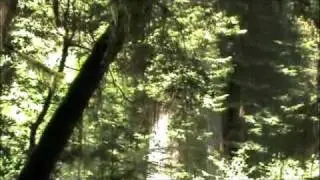 Grove of the Titans