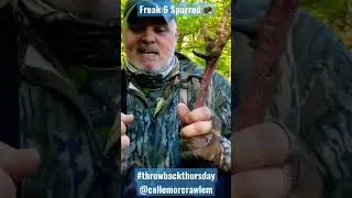 FREAK 6 SPURRED GOBBLER - Craziest spurs I&rsquo;ve seen on a Tom! #shorts #throwback #turkeyhunting