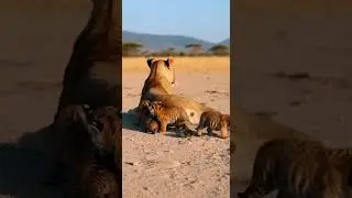 Can a lion give birth to a baby tiger?🦁🐯사자가 아 Myth or fact revealed #wildlife #animals #nature