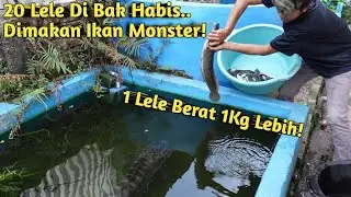 KELAPARAN ABIS PUASA! KASIH MAKAN IKAN MONSTER PAKE LELE BESAR
