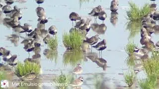 Roodkeelstrandloper (Calidris ruficollis), Balgzand, 6-8-2024, video 4