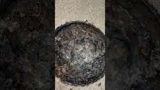 Floor drain clogged with grease #drain #drainage #plumbing #nasty #floordrain #grease #viralshort