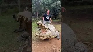 Henry the Nile crocodile #viral #shorts