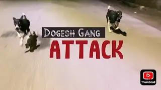 Dogesh Gang Attack | Street Dog Attack | Wait for twist 😂
