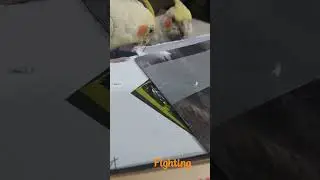#cockatiel #bird #birds #cockatielsofinstagram #parrots #calopsita #birdsofinstagram #cockatiels #