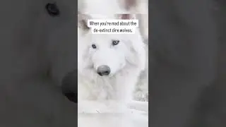 Our Shayla is a dire wolf 🥹