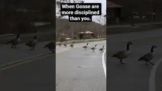 when goose are more disciplined than you. #birds #views #usa #pennsylvania #goose #air