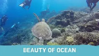 Beauty of Ocean | Stunning view of Sea Waves + Relaxing music | Seashores Pearls of Planet |