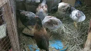 Sophi's Chicks Are Pretty Little Birds!