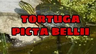 Tortuga PICTA *BELLII* (capitulo #5)