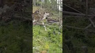Bear - Woss Lookout,  Mount Weddington