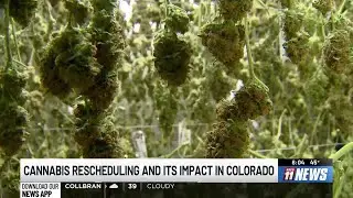 Cannabis rescheduling and its impact in Colorado