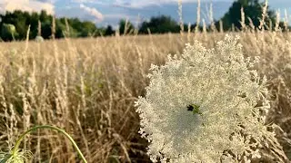 Polne kwiaty. Lipcowe i sierpniowe pola / Field Flowers: July & August Fields