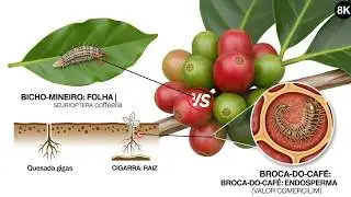 EP20P1: Broca do Café: Por que o Controle Começa na Análise de Solo e na Nutrição? | MIP/Estratégia!