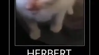 hi herbert