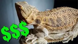The Cost of Owning A Bearded Dragon