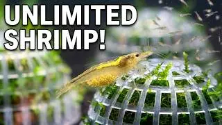 Why You Should Start Breeding Amano Shrimp Today #aquarium #shrimptank #aquascape
